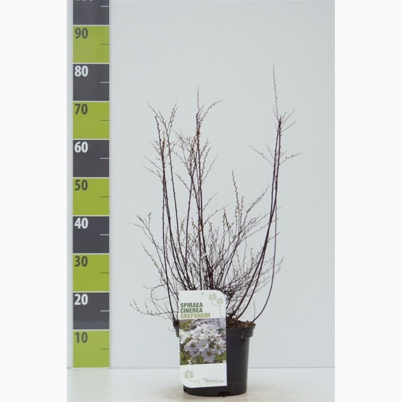 Gråspirea – Spiraea cinerea 'Grefsheim' - C4,6 50-60 CM